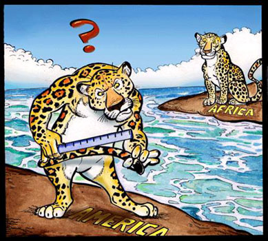 Jaguar or leopard?