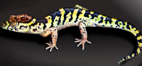 Central American Banded Gecko