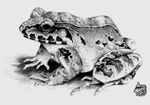 Central American bullfrog